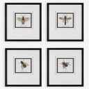 Cuadros Varios De Insectos Con Marco 53x53cm